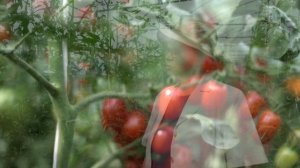 Ампельные томаты - Каскад красный