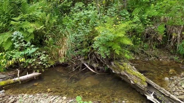 Сбор кедровой шишки урожайный год / Алтай за кедровой шишкой / Часть 3.#3 смотреть онлайн