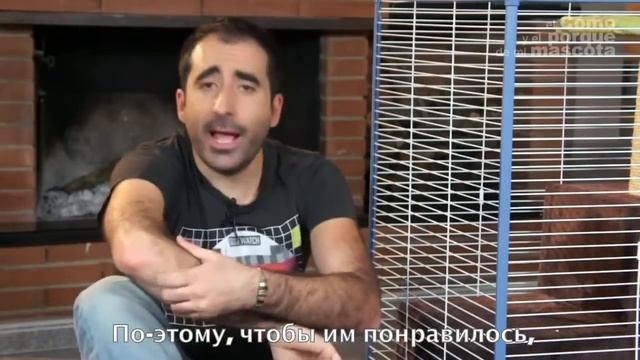 Шиншиллы - первый день дома смотреть онлайн