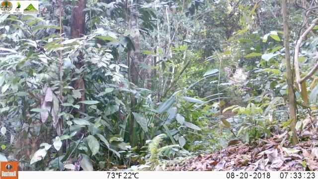 Indian Muntjac/Barking Deer (Muntiacus muntjac) смотреть онлайн