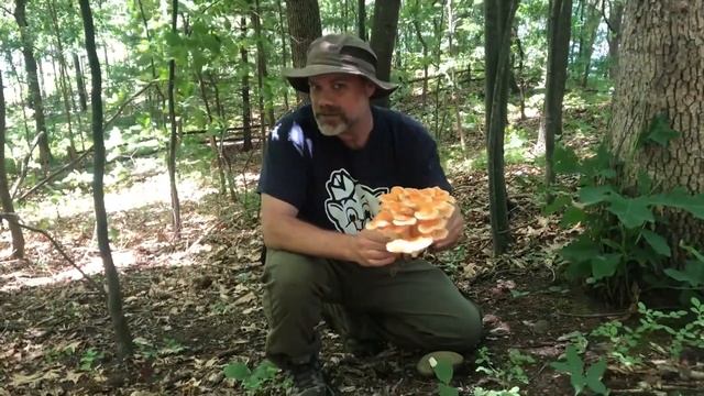 Laetiporus cincinnatus (aka white-pored chicken of the woods) with The Mushroom Hunter смотреть онлайн