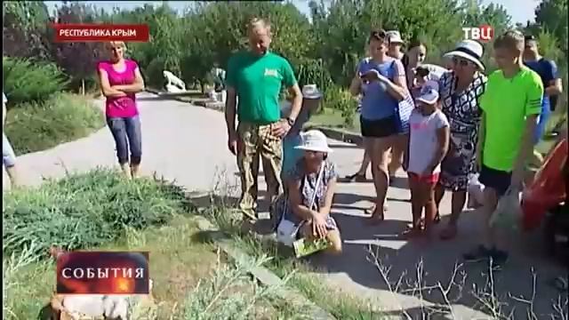 Белые львята. Тайган. Крым. смотреть онлайн