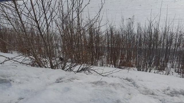 Дрессировка русского охотничьего спаниеля суровых условиях 8 месяцев. смотреть онлайн