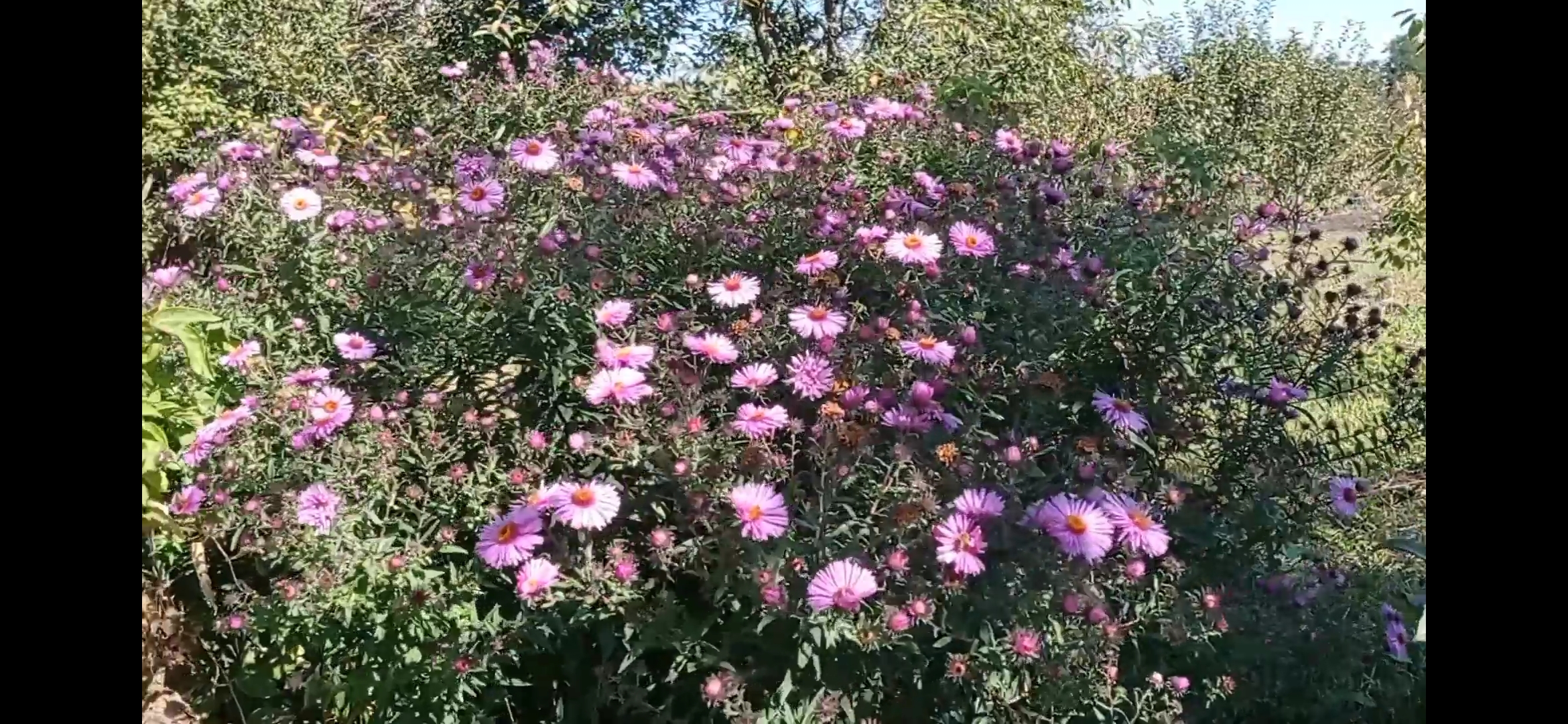 #Обо_всем //Болталка. Огород, водопровод и другое. смотреть онлайн