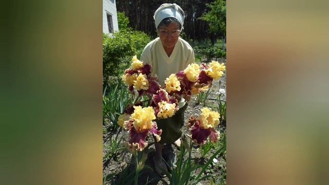 Какие ИРИСЫ сажать: сортовые или простенькие петушки? смотреть онлайн