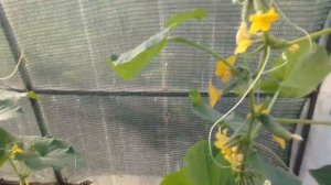 Обзор огурцов  Марьина роща и Шоша / Мое первое впечатление