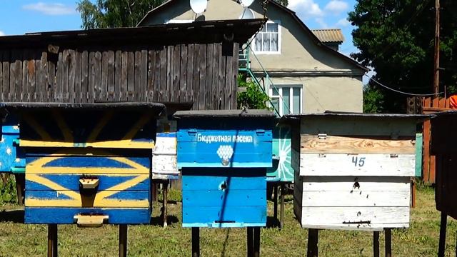 В ОТВОДКАХ плохой облёт МАТОК!!! Иногда и это на пасеке сыграет злую шутку с пчеловодом!