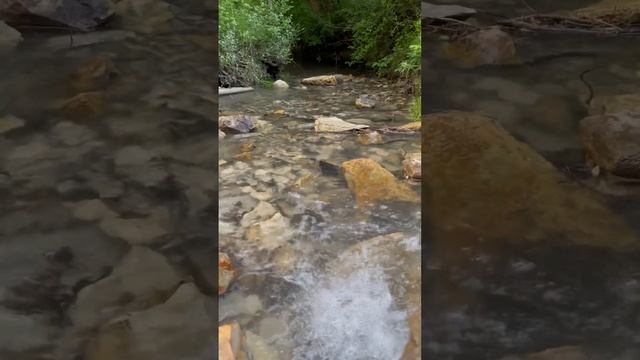 Бескрайние поля?, заповедник?, горный ручей и немецкая овчарка Герда. 1 июня 2023 смотреть онлайн