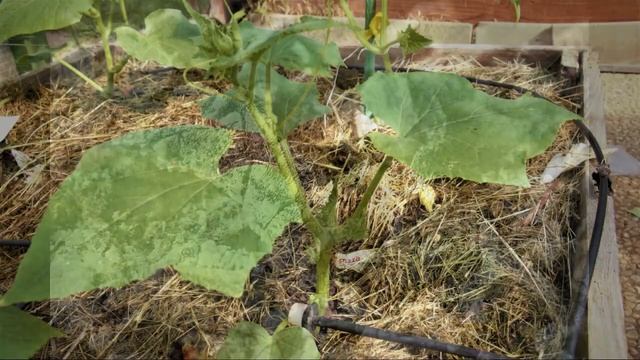 Незаменимая подкормка для сада и огорода! смотреть онлайн