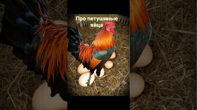 Деревенское суеверие про петушиные яйца. Вспомни своё детство смотреть онлайн