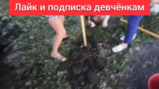 Девчёнки садят ёлку, добывают нефть смотреть онлайн