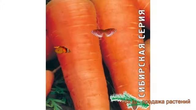 Морковь обыкновенный Шантенэ 2461 (shantene 2461) ? обзор: как сажать, семена моркови Шантенэ 2461