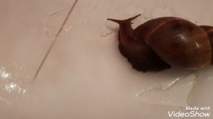 Как помочь улитке АХАТИНЕ легче выйти из спячки?! #улиткаАхатина