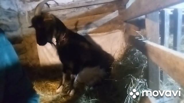 Рожаем или не рожаем 🤔 Отек вымени. Козы мои козы...