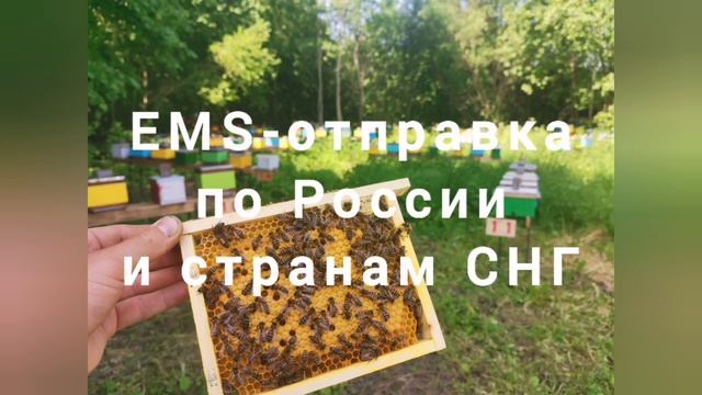 Принимаем заказы на маток Бакфаст на 2023 сезон ? смотреть онлайн