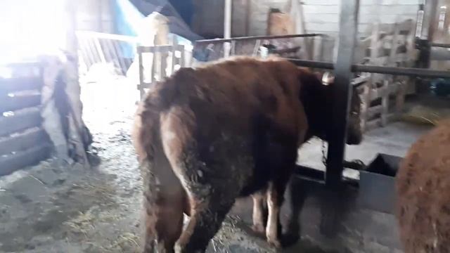 Откром бычков. Бычки на привязи . Прошло три месяца небольшие итоги.