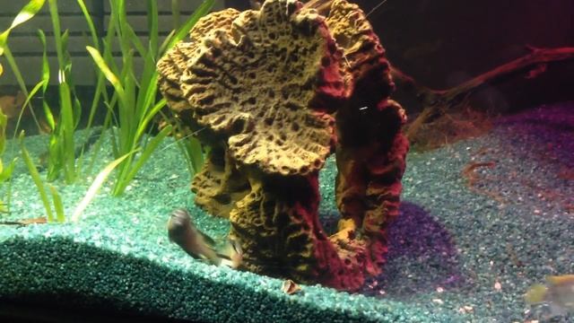 Cichlids (Цихлиды) Брачные игры,метание и оплодотворение икры) смотреть онлайн