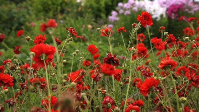 Наш сад цветет на карантине! Очень красивые цветы под расслабляющую музыку - видео снято 11 июля смотреть онлайн