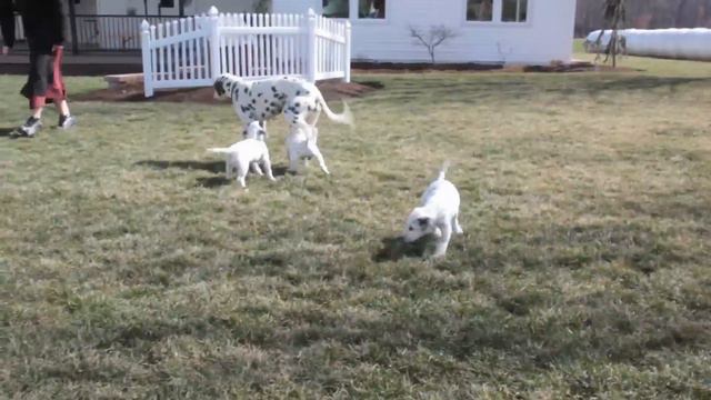 Dalmatian Puppies For Sale Amos Lapp смотреть онлайн