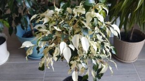 ОСЕННИЙ ОБЗОР МОЕЙ КОЛЛЕКЦИИ ФИКУСОВ. Результаты формировочных обрезок