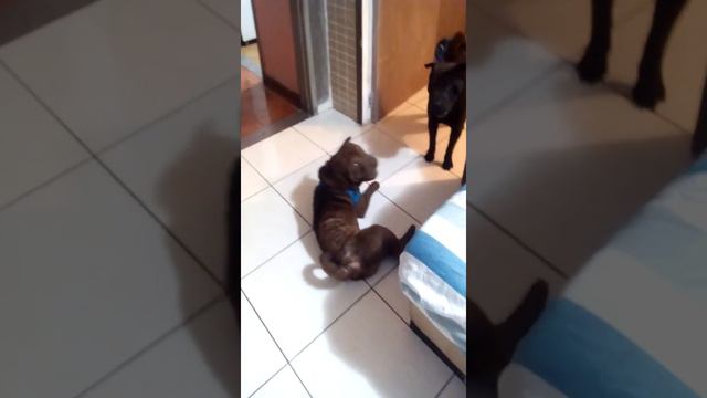 sharpey brincando смотреть онлайн