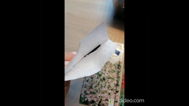 Выращивание гвоздики фирмы Поиск из семян от посева до всходов. смотреть онлайн