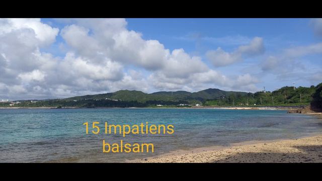 Basil - Impatiens Balsam 15  【MusicVideo】【高音質】