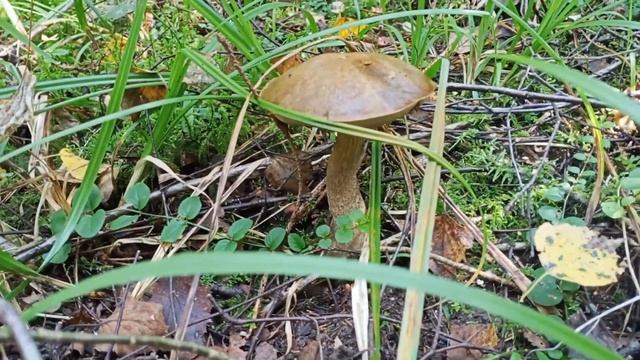 Успешная Грибалка в Калужской области смотреть онлайн