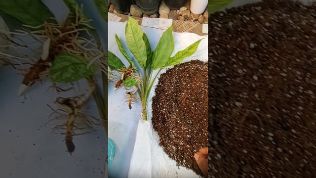 silver King aglonema propagation...best way to propagate #garden #green смотреть онлайн