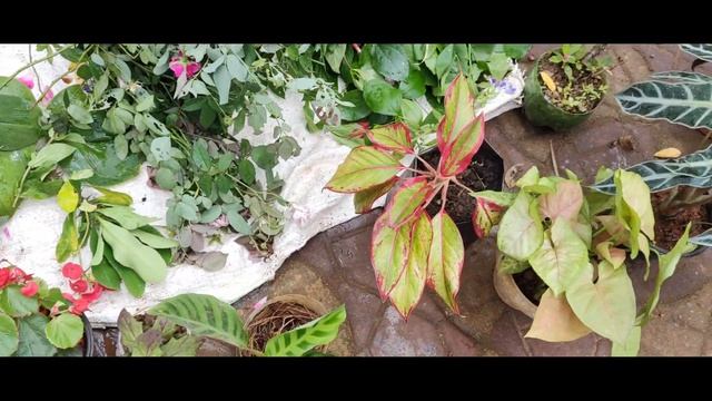 Plant shopping | Calathea Zebrina | Affordable plants | plant haul смотреть онлайн