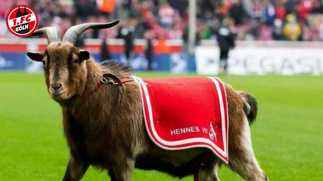 VERSTEHEN SIE DIESE STREITIGKEIT💥💥- Neuigkeiten 1. FC Köln смотреть онлайн