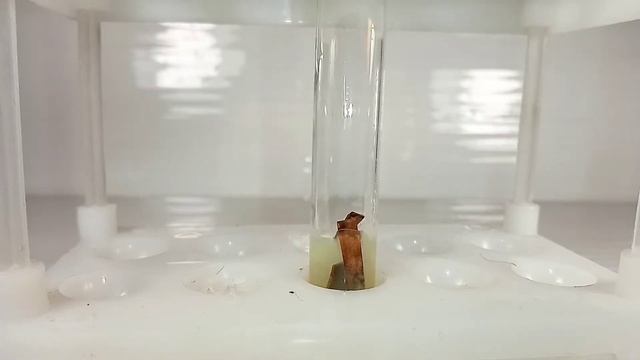 Реакция МЕДИ и НИТРАТА РТУТИ. Получение РТУТИ. Опыты по химии в домашних условиях.Copper and mercur смотреть онлайн