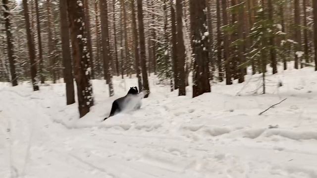 The first Walk in 2022 ?? / wild games of panthers and dogs with a New Year's gift ? Luna the pante смотреть онлайн