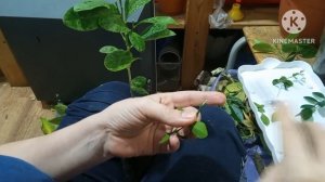 Прививки цитрусовых растений Прививаем дичок лимона Метод "в ращеп" Дерево-сад из трёх микроцитрусо