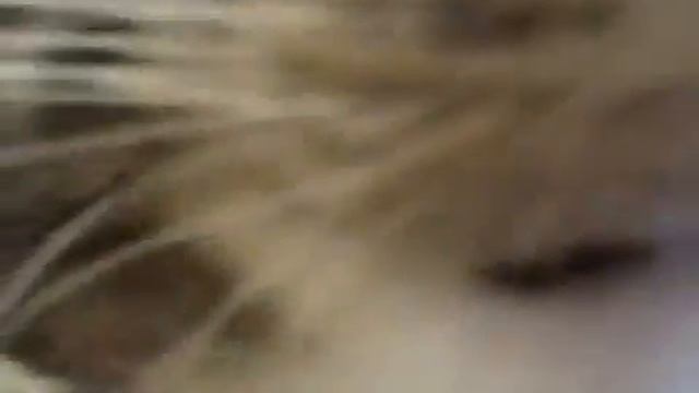 Попугай дёргает кота за усы смотреть онлайн