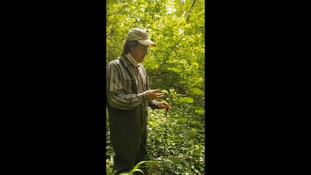 Riparian Observation With Johnson Creek Watershed Council (Part 2)