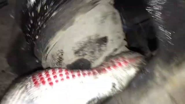 Замена Левого Привода Рено Логан(Сандеро Ларгус)