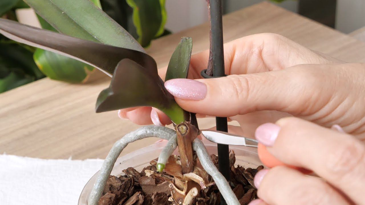 Орхидея с цветоносом из точки роста ГИБНЕТ, на ней ДВЕ ДЕТКИ. смотреть онлайн