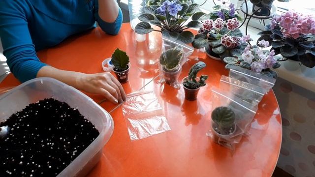 Как посадить лист фиалки смотреть онлайн