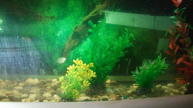 Северум смотреть онлайн