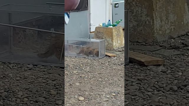 Отлов роща смотреть онлайн