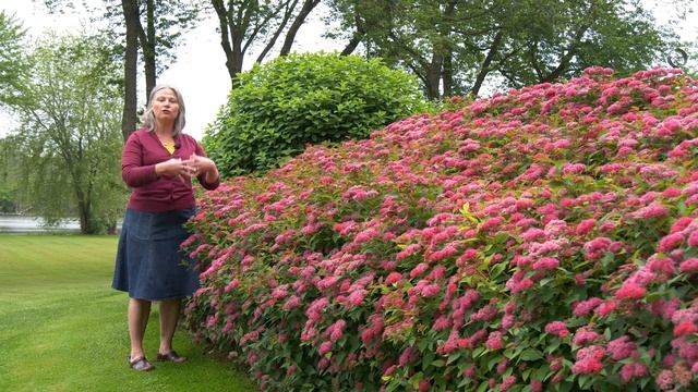 What Makes Double Play Doozie® Spirea Special смотреть онлайн