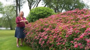 What Makes Double Play Doozie® Spirea Special