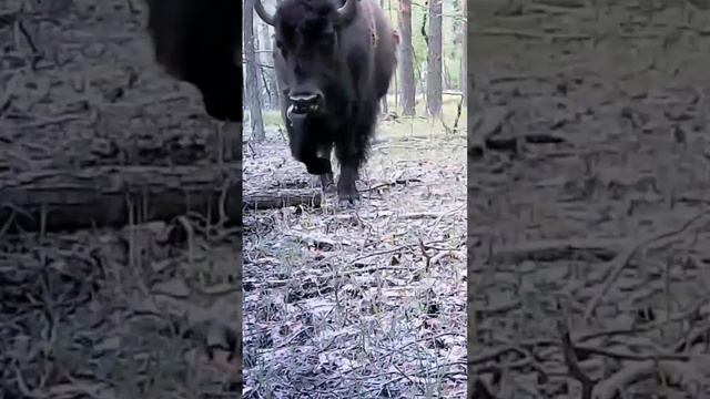 Бизоны весной. Теленок и взрослые смотреть онлайн