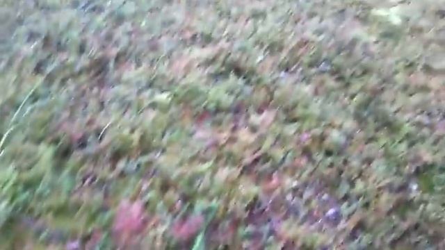 КОСИМ БЕЛЫЙ ГРИБ\ ТАЕЖНЫЙ ПРОМЫСЕЛ\ ОХОТА НА БОРОВИКА 2018!!!!