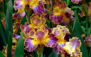 «Ирисы» РЕЛАКС АРТ-ТЕРАПИЯ ИМПРОВИЗАЦИЯ композитор Виктор Анохин #музыка #instrumentalmusic #цветы