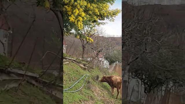 Абхазия, Мюссера смотреть онлайн
