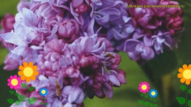Сирень обыкновенная Фантазия. Краткий обзор, описание характеристик syringa vulgaris Fantaziia смотреть онлайн