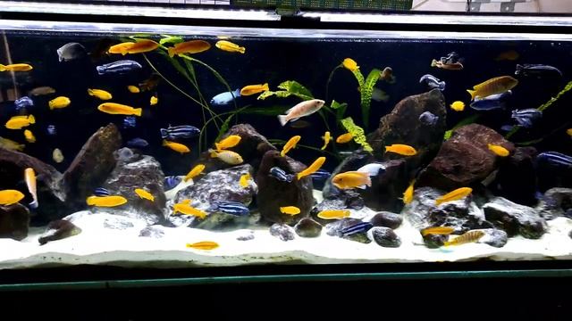 African cichlids malawi mbuna 920 l африкански цихлиди 920 литра смотреть онлайн