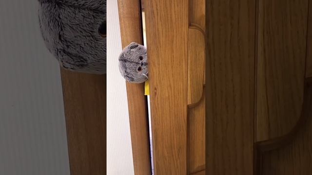 Пов: так всегда #а4 #рек #basik #diy #lol #басик #cat #lalafanfan #eat #басики смотреть онлайн